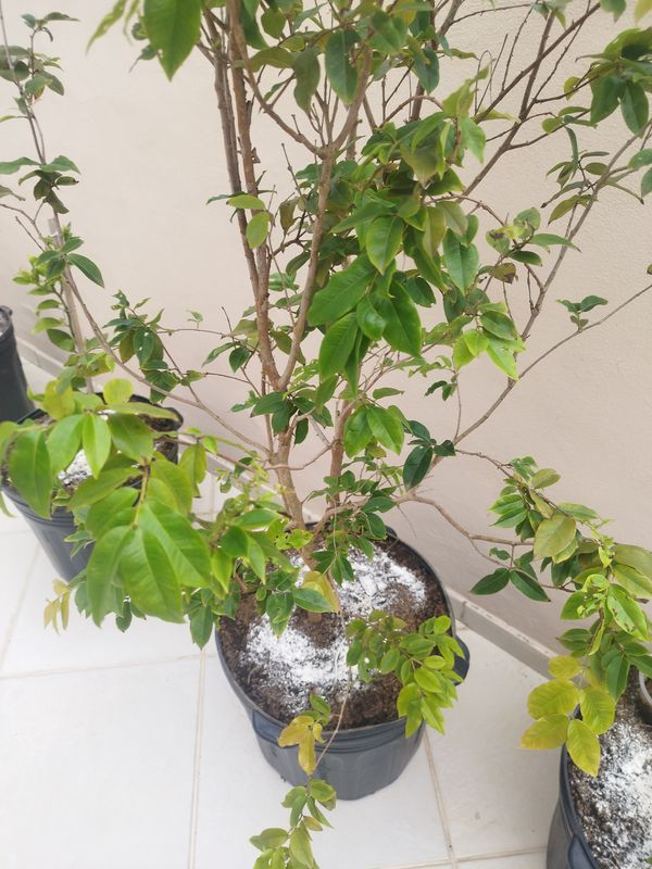 Identificação da planta Jabuticaba-paulista por foto