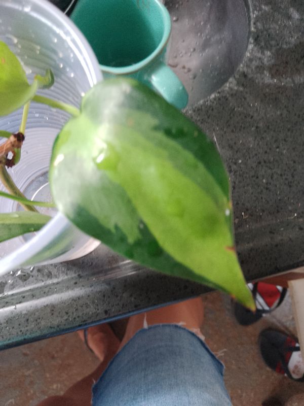 Identificação da planta Filodendro Brasil por foto