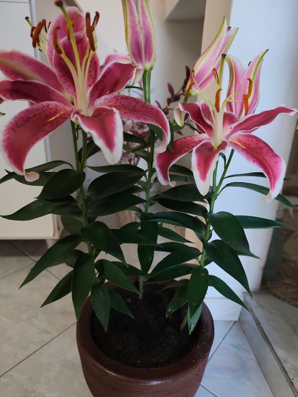 Identificação da planta Copo-de-leite por foto