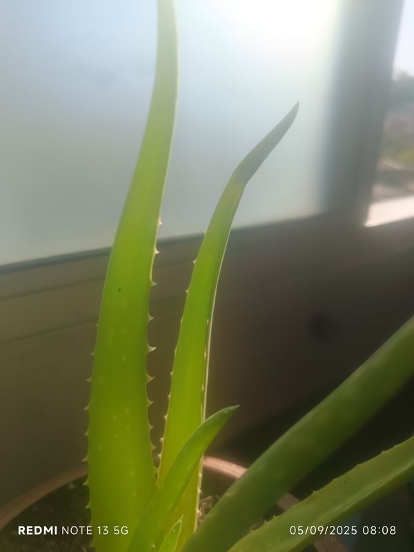 Identificação da planta Babosa por foto