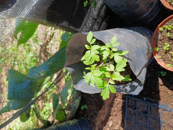 Identificação da planta Tomate por foto
