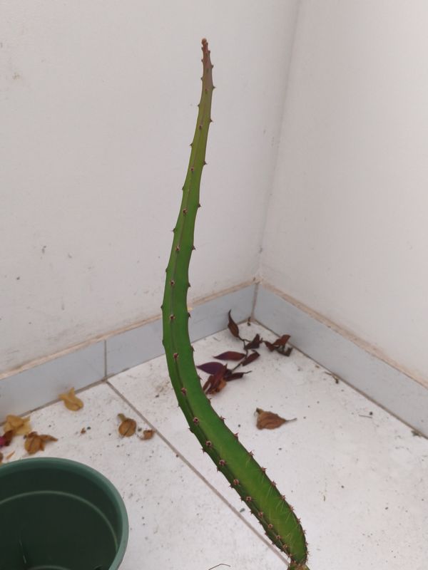 Identificação da planta Dama-da-noite por foto