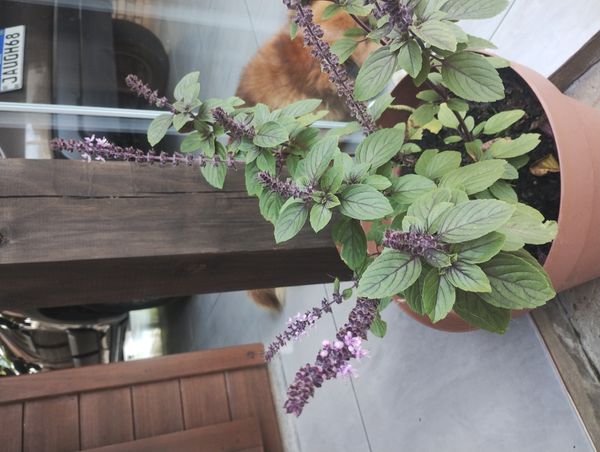 Identificação da planta Manjericão roxo por foto