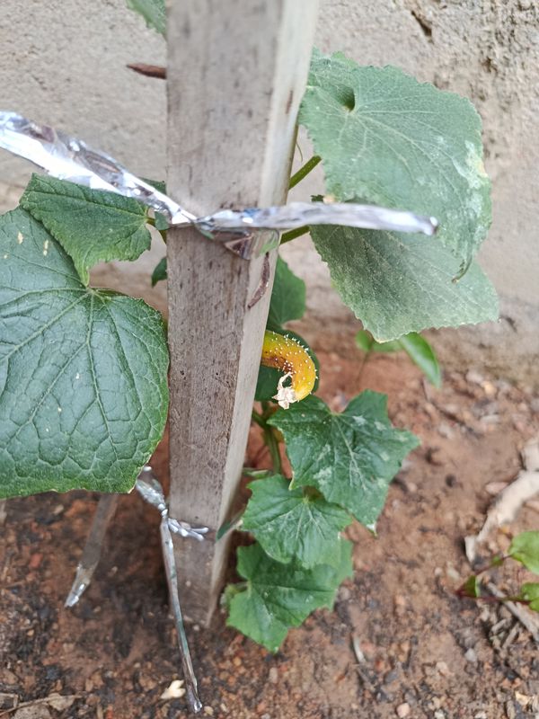 Identificação da planta Pepino por foto