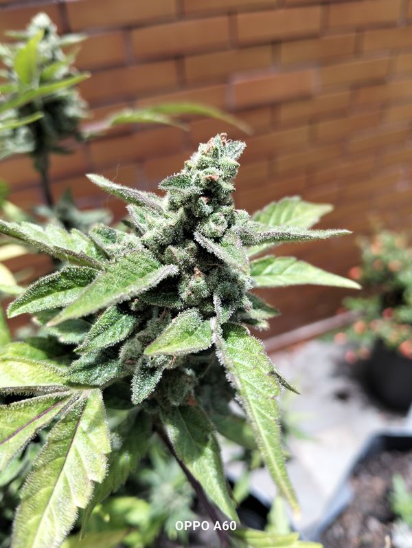 Identificação da planta Maconha por foto