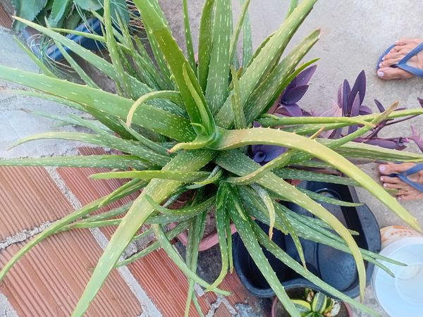 Identificação da planta Babosa por foto