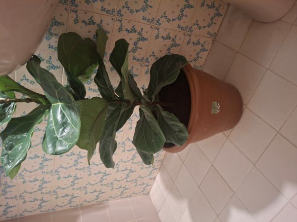 Identificação da planta Figueira-lira por foto