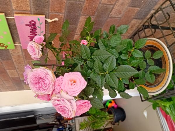 Identificação da planta Rosa Menina por foto