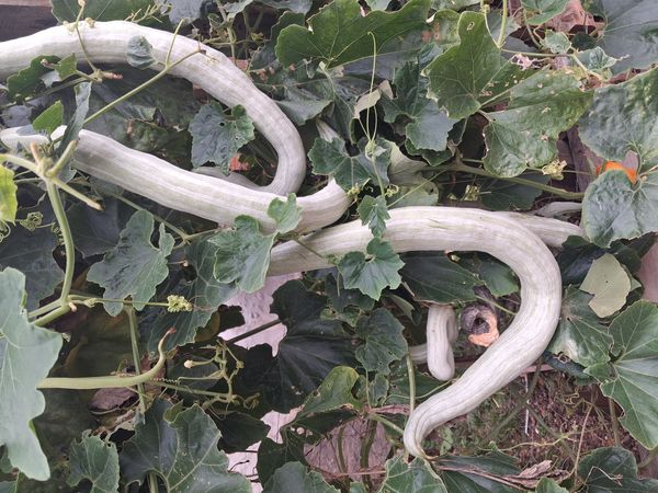 Identificação da planta Quiabo de metro por foto
