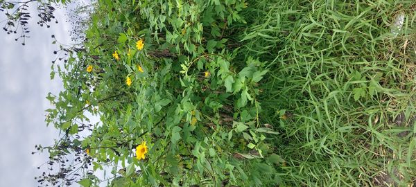 Identificação da planta Mexerica por foto