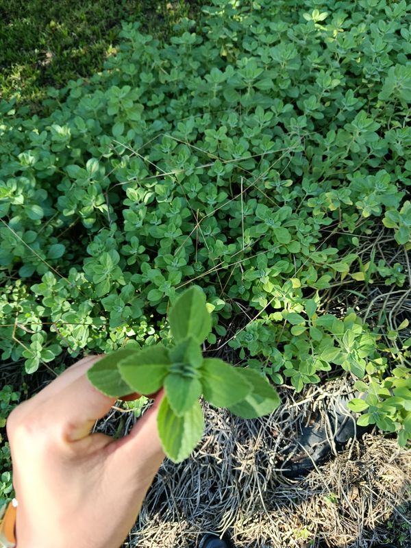 Identificação da planta Coração-roxo por foto