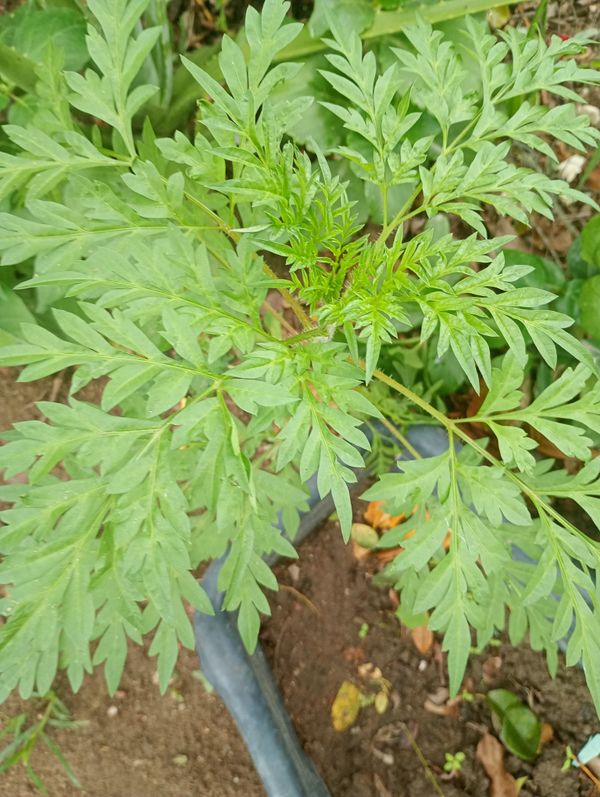 Identificação da planta Cosmos amarelo por foto