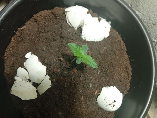 Identificação da planta Maconha por foto