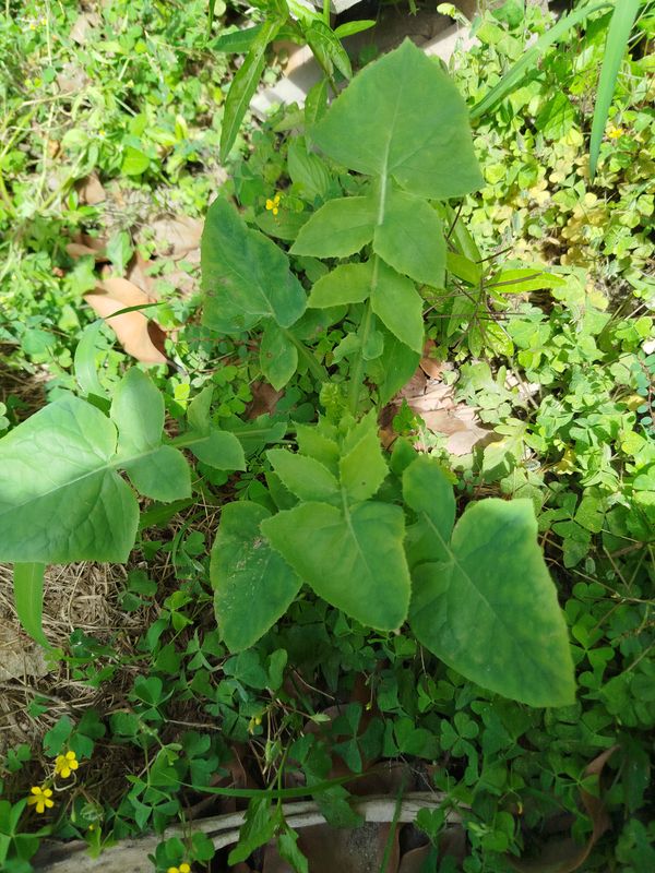 Identificação da planta Serralha por foto