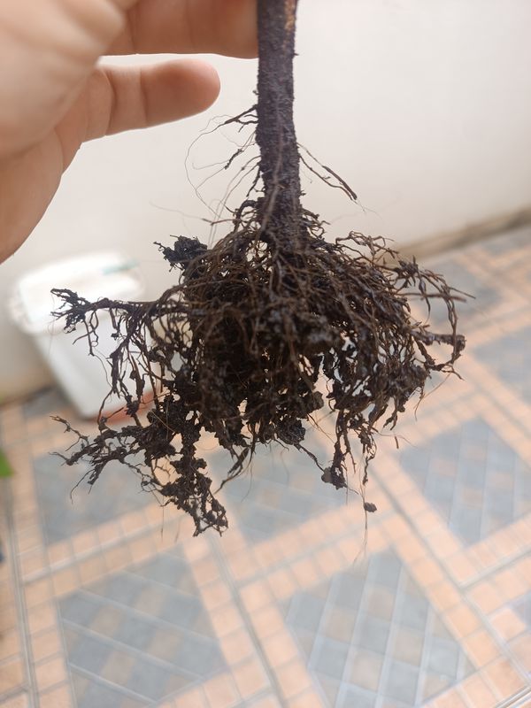 Identificação da planta Pimenta por foto