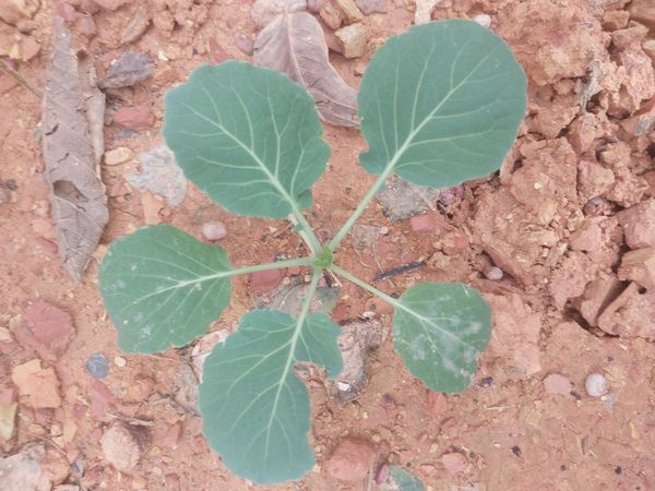 Identificação da planta Couve por foto