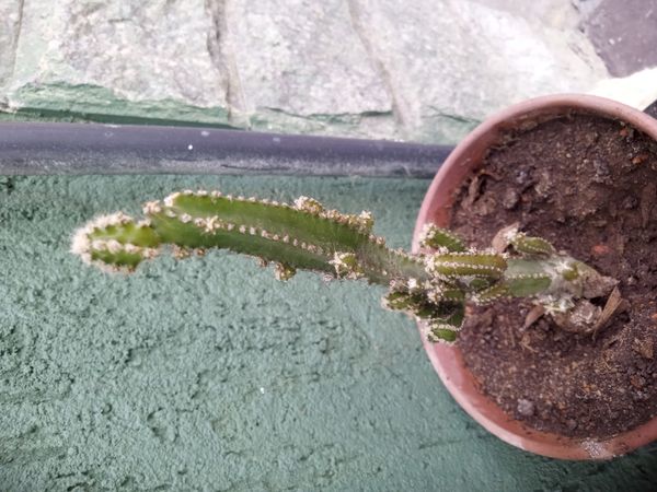 Identificação da planta Cacto-de-castelo-de-fadas por foto