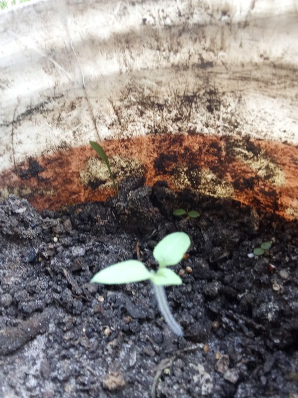Identificação da planta Tomate por foto