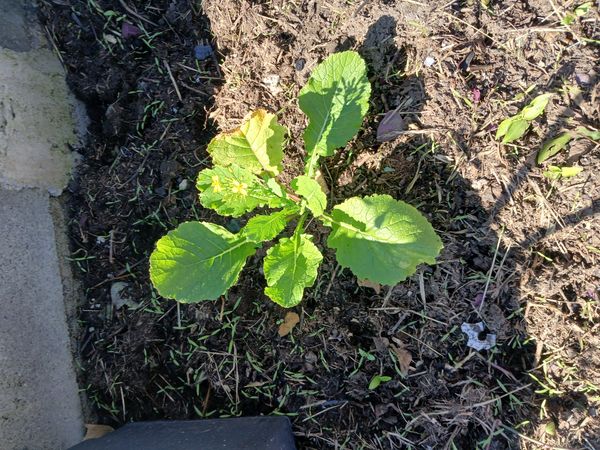 Identificação da planta Mostarda por foto