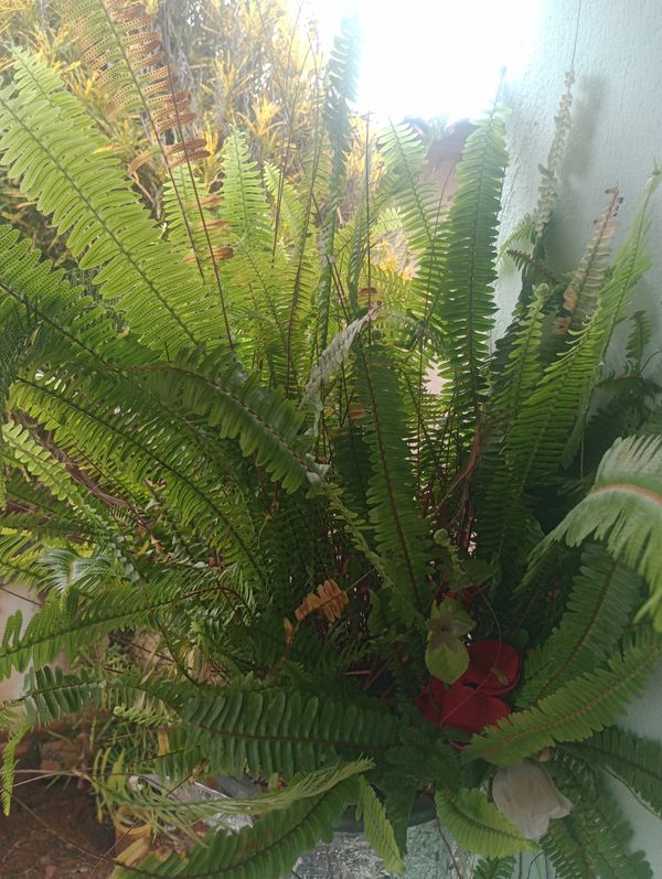 Identificação da planta Samambaia por foto
