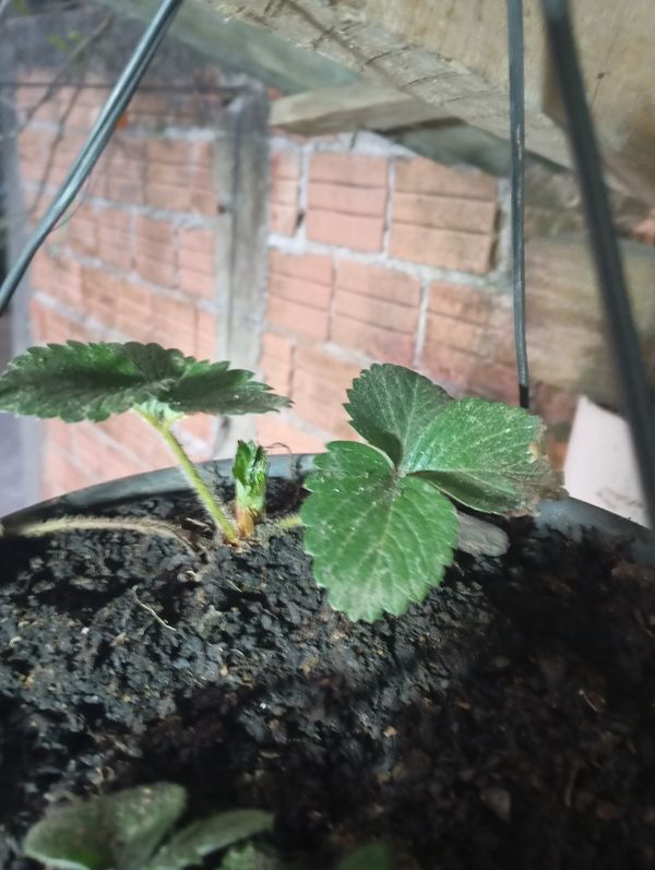 Identificação da planta morangueiro por foto