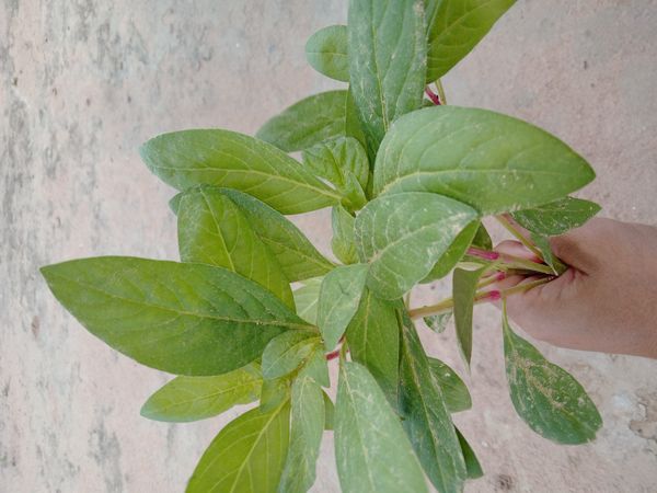 Identificação da planta Caruru por foto