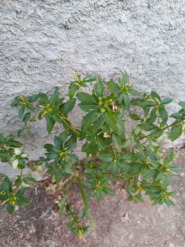 Identificação da planta Chanana por foto