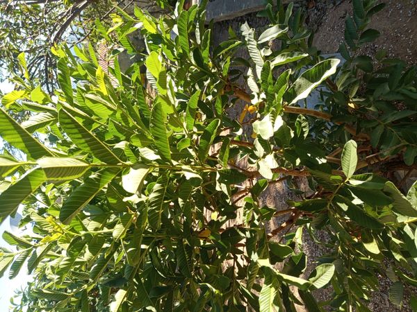 Identificação da planta Goiabeira por foto