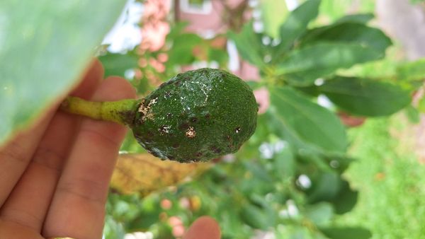 Identificação da planta Abacate por foto