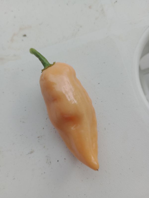 Identificação da planta Pimenta-de-cheiro por foto