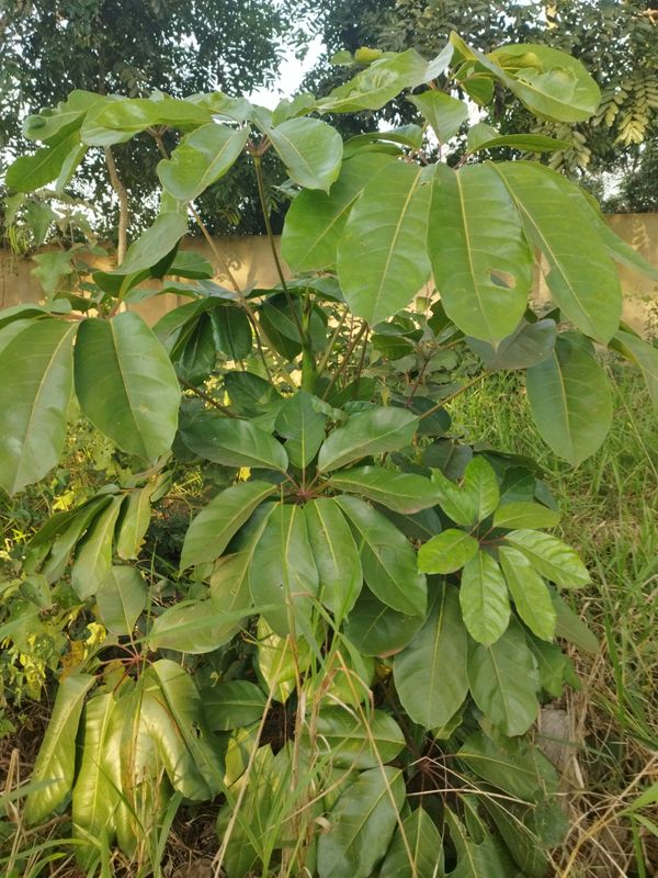 Identificação da planta Árvore guarda-chuva por foto