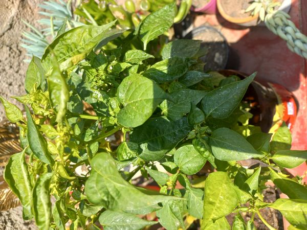 Identificação da planta Pimenta-de-cheiro por foto