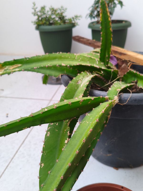 Identificação da planta Pitaia por foto