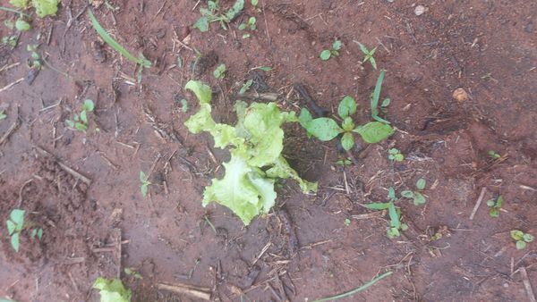 Identificação da planta Alface por foto