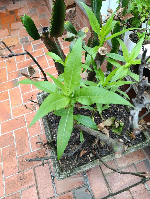 Identificação da planta Posso pesquisar para confirmar o nome popular no Brasil? por foto