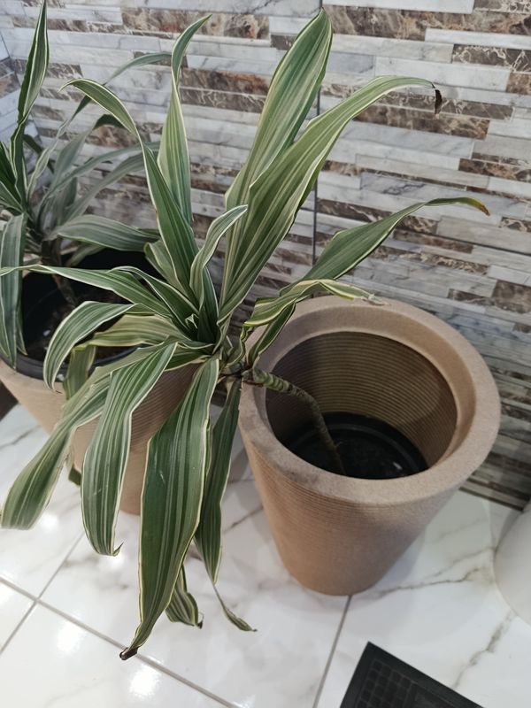 Identificação da planta Bambu da Sorte por foto