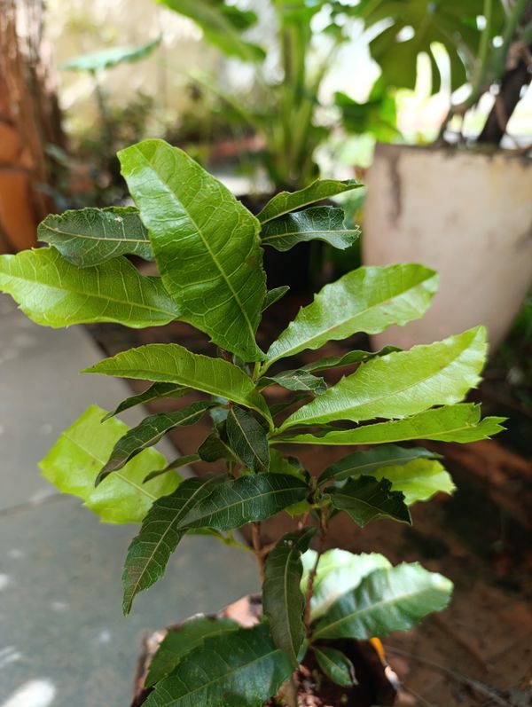 Identificação da planta Louro-pardo por foto