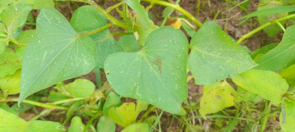 Identificação da planta Salsa-brava por foto
