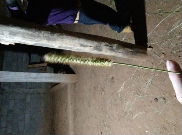 Identificação da planta Rabo Arrepiado por foto
