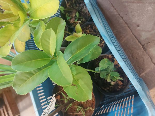Identificação da planta Erva-mate por foto