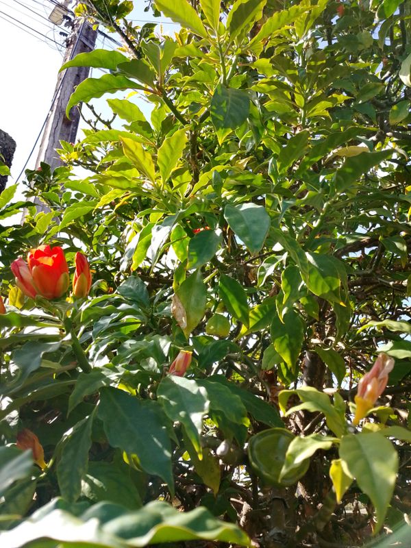 Identificação da planta Rosa-de-pedra por foto