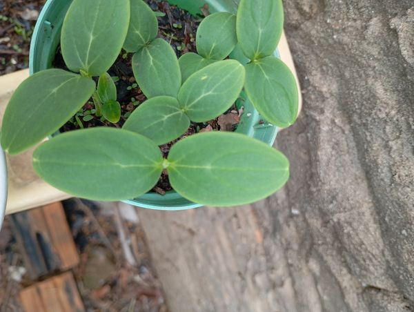 Identificação da planta Pepino por foto