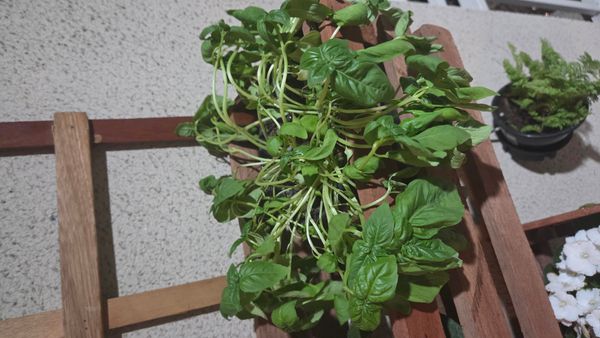 Identificação da planta Manjericão por foto