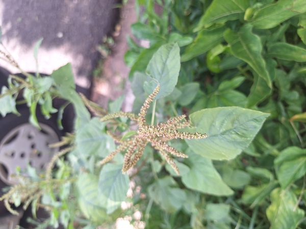 Identificação da planta Bredo por foto
