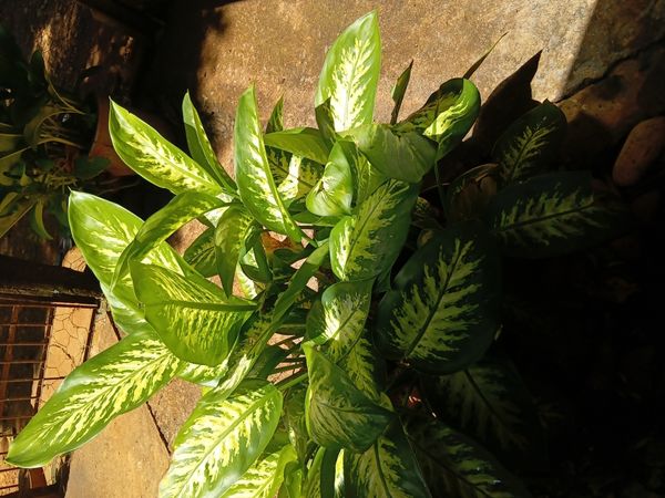 Identificação da planta Comigo-ninguém-pode por foto