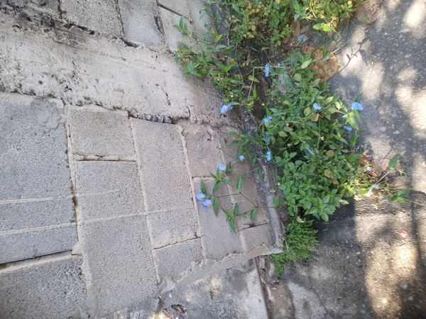 Identificação da planta Trapoeraba por foto