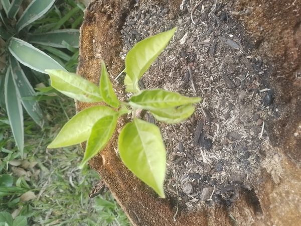 Identificação da planta Pimenta-de-cheiro por foto