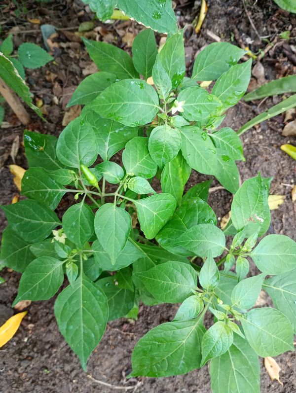 Identificação da planta Malagueta por foto