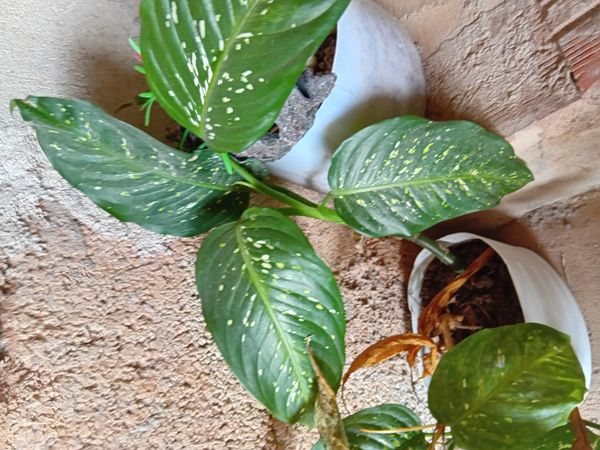 Identificação da planta Comigo ninguém pode por foto