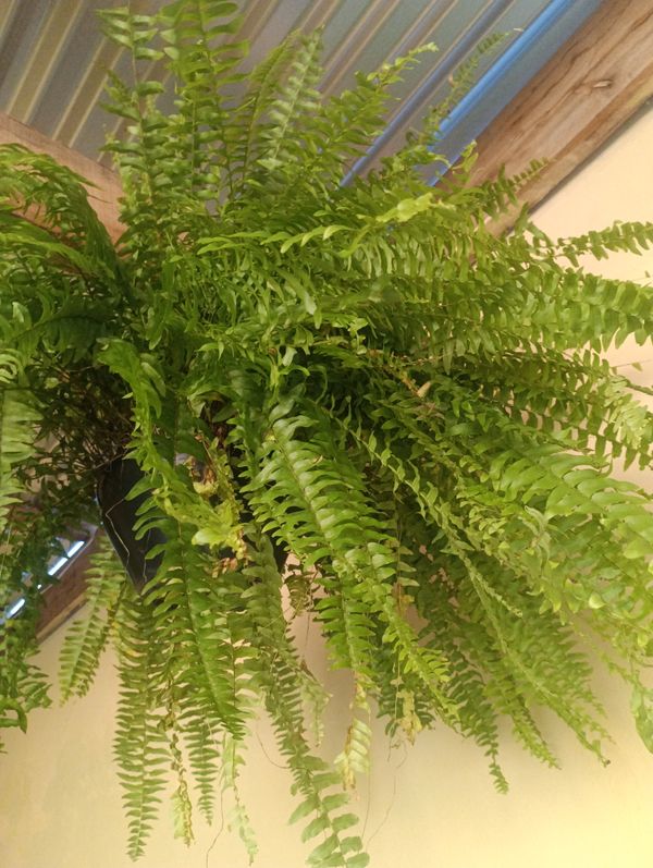Identificação da planta Samambaia por foto